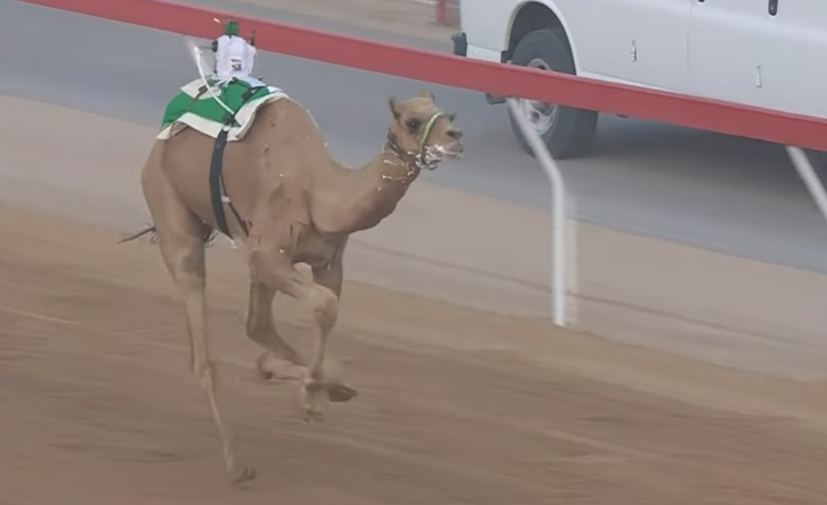 «الشميمي» ينتزع أفضل توقيت في سباقات الثنايا بميدان الروضة ضمن مهرجان العين 2025