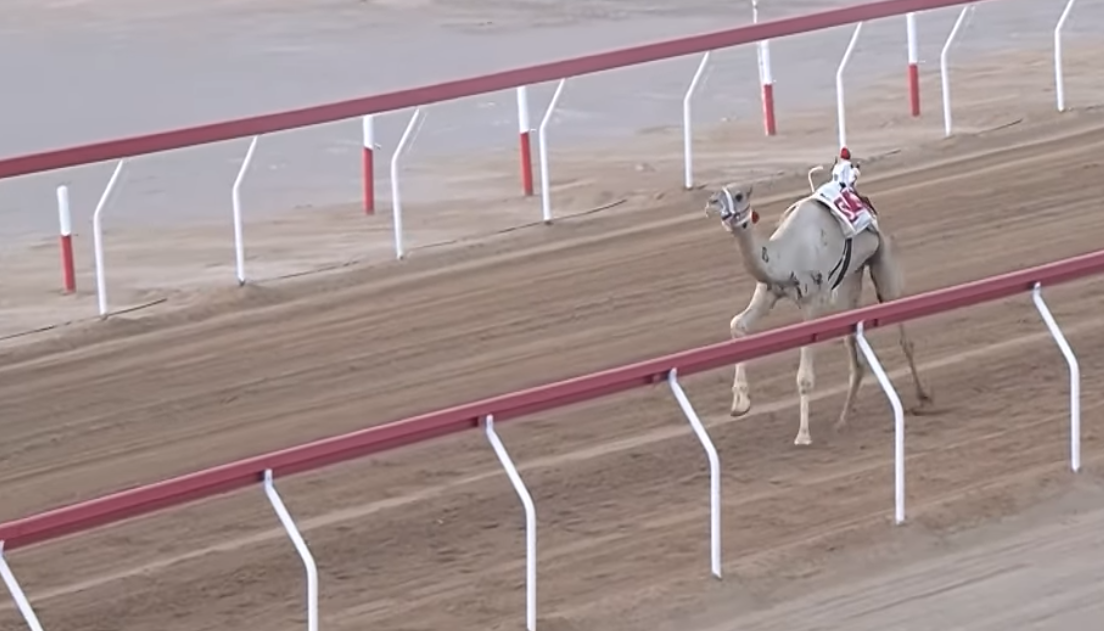 «الشارد» الأسرع في منافسات الحول والزمول بميدان الروضة ضمن تمهيدى العين  الثالث 2025