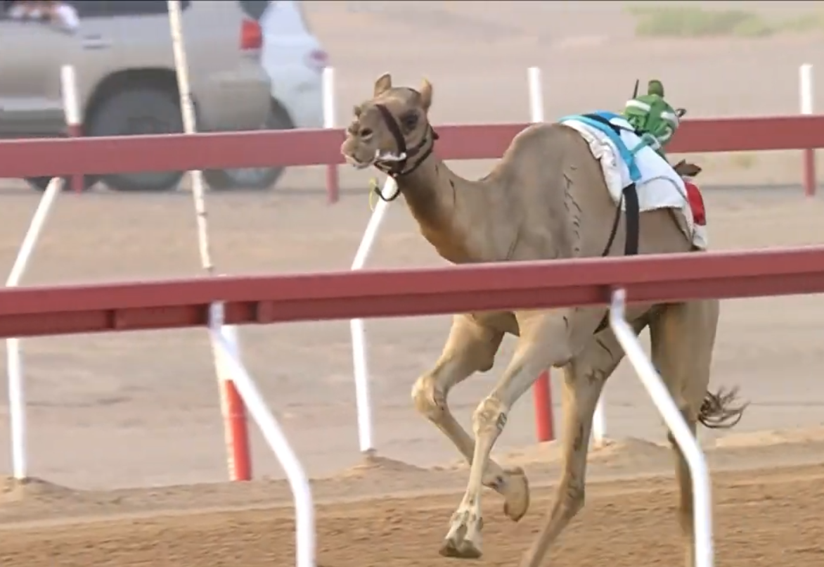  “حفله” الأسرع في سباقات ميدان الروضة بتمهيدي مهرجان العين للهجن 2025