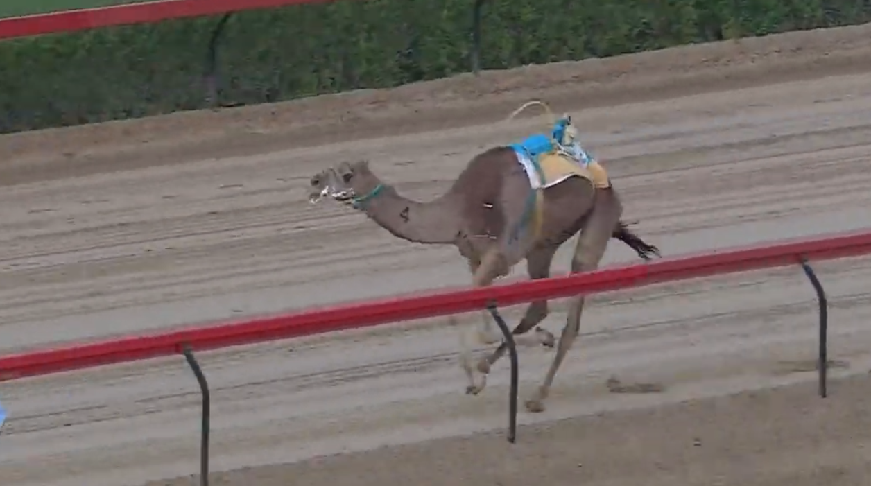 “وهايب” تبهر الميدان وتمنح الغفلي التوقيت الأفضل في سباقات المرموم التأهيلي للهجن 2025