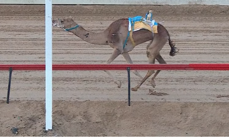 وهايب ونبا يتألقان في منافسات الحول والزمول 5 كم بميدان المرموم