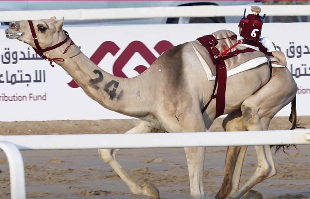 ختام المهرجان الصيفي للهجن بالشحانية.. 6 رموز و6 سيارات في نهائي مثير