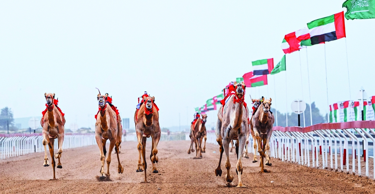 من رؤية الشيخ زايد إلى العالمية.. ميدان الوثبة يحافظ على تراث الهجن ويستقطب ملاكه من كل مكان