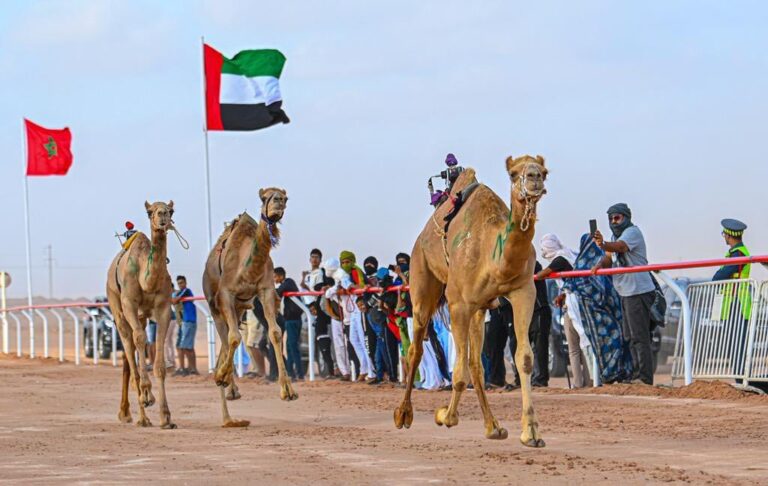 الاتحاد العام لسباقات الهجن بالمملكة المغربية يشكر دولة الإمارات على دعمها المتواصل لتراث الإبل