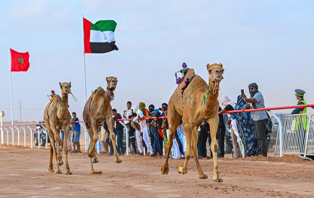 الاتحاد العام لسباقات الهجن بالمملكة المغربية يشكر دولة الإمارات على دعمها المتواصل لتراث الإبل
