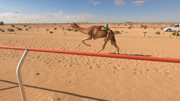 تنظيم سباق محلى للهجن بميدان العلمين فى مصر