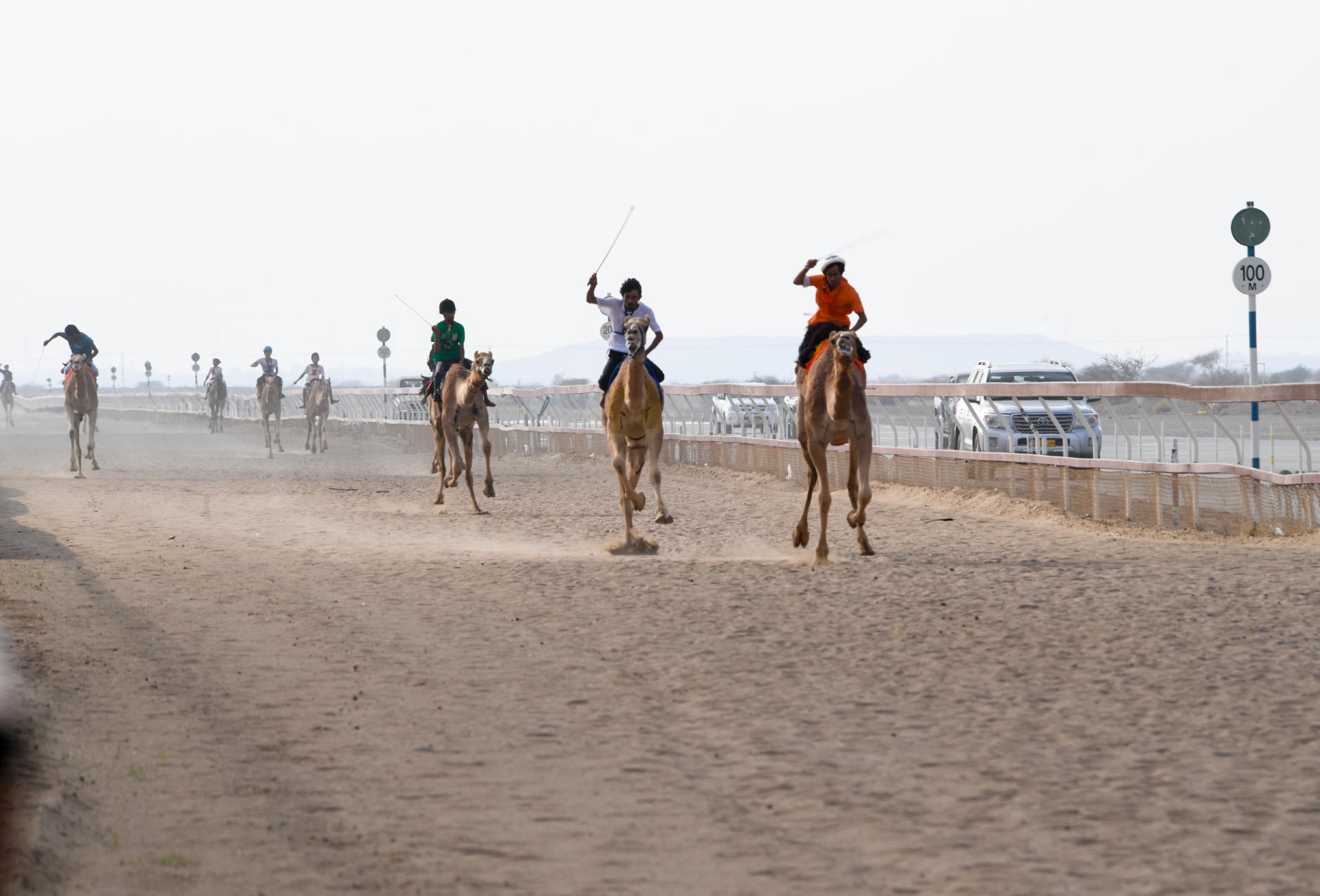 بركاء تحتفي بالتراث العُماني.. 26 شوطًا من الإثارة في سباقات الهجن بميدان الفليج