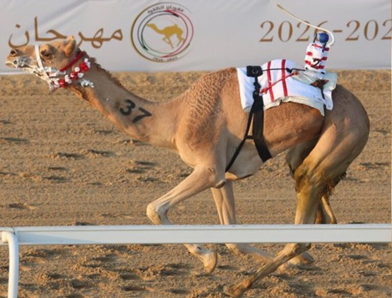 «سلس» يخطف التوقيت الأفضل و«النيادي» يتألق في صباحيات ميدان الظفرة للهجن