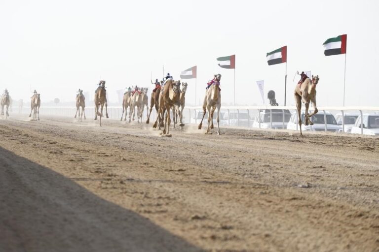 مهرجان الظفرة الثالث لسباقات الهجن.. ملحمة الأصالة على رمال مدينة زايد