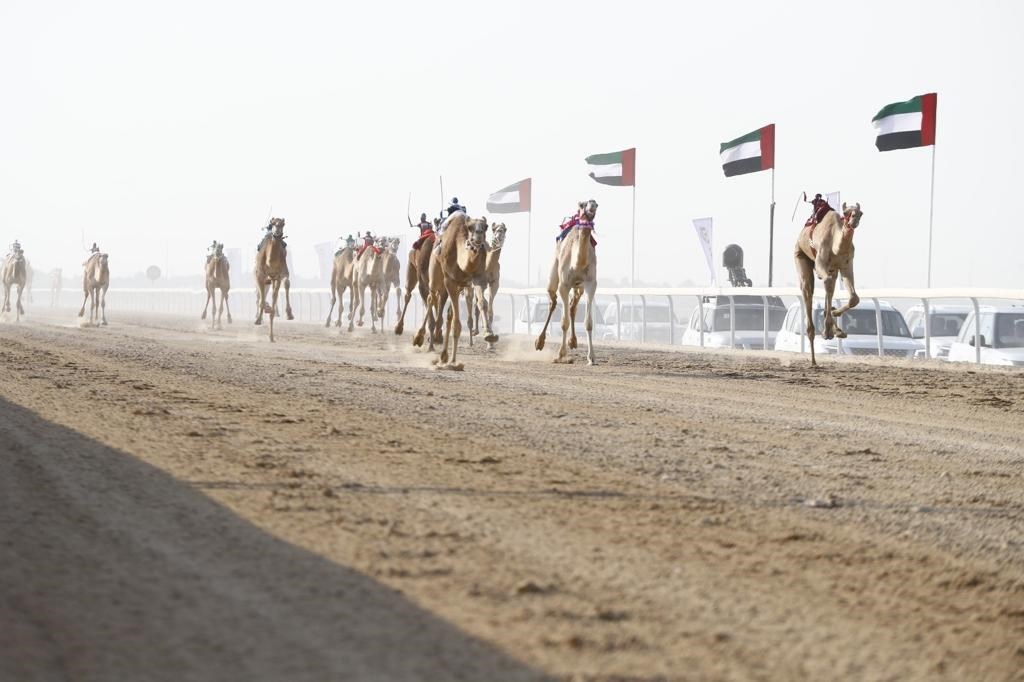 مهرجان الظفرة الثالث لسباقات الهجن.. ملحمة الأصالة على رمال مدينة زايد