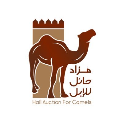 مزاد حائل للإبل.. موروث و تجارة تتجاوز مبيعاته 5.7 مليون ريال