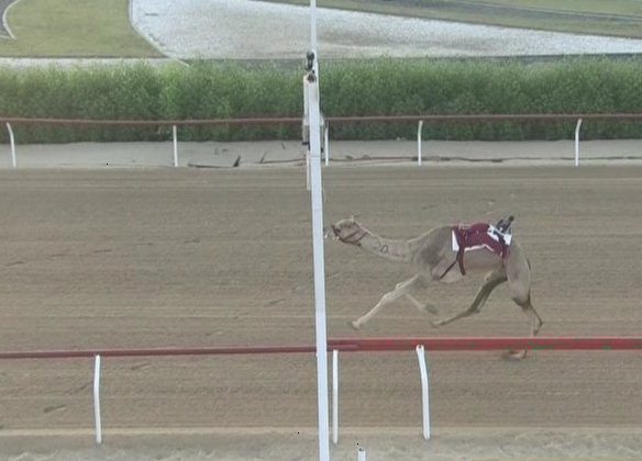 «اختبار» لمانع الشامسي تحصد الصدارة في سباقات سن الحول والزمول بميدان الوثبة