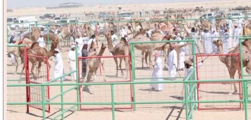 منافسة قوية في مزاينة الهجن ضمن مهرجان ثمريت 2025 بسلطنة عُمان