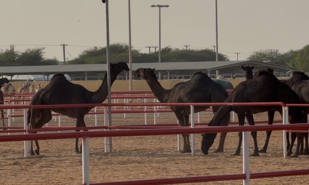 المجاهيم تخطف الأنظار في مزاينة سويحان.. مشاهد خاصة من قلب المنافسة ..فيديو