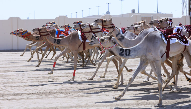 اللجنة المنظمة تعلن برنامج السباق المحلي الثالث لهجن قطر لموسم 2025–2026