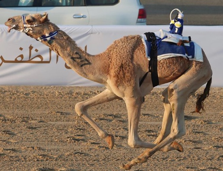 الهجن تتألق في ميدان الظفرة و«صلهام» يسجل أفضل توقيت في مهرجان الظفرة للهجن 2025