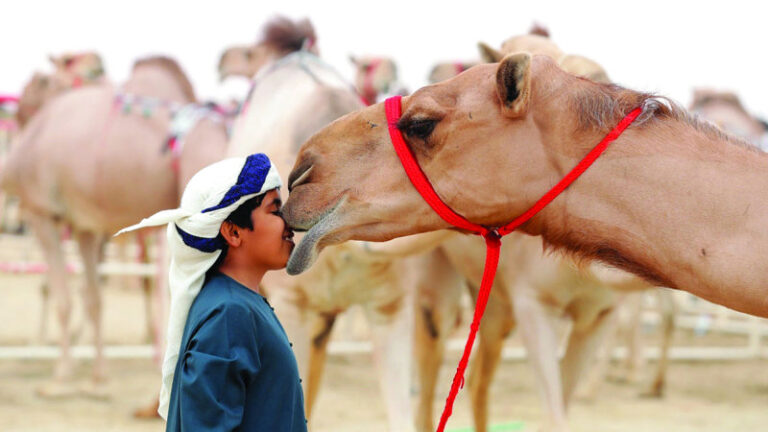 انطلاق أولى محطات مزاينات مهرجان الظفرة في دورته الـ19 بسويحان