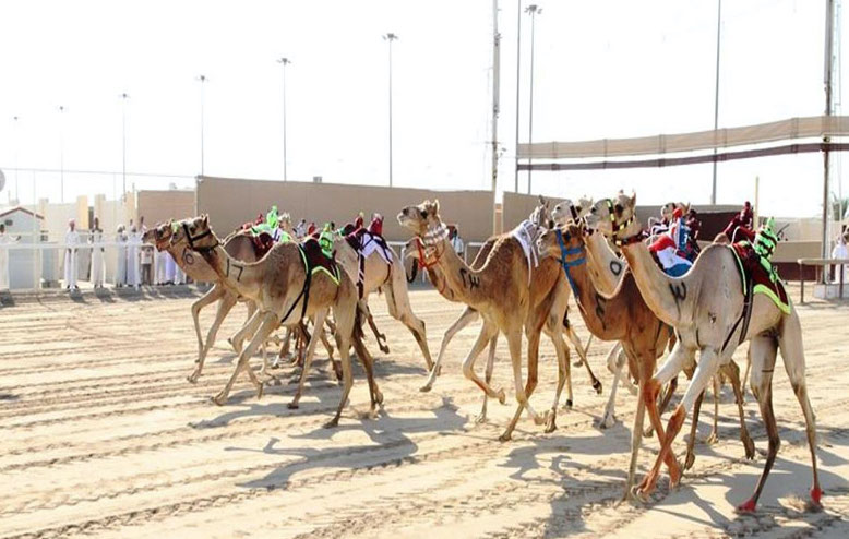 ميدان الشحانية يشهد فعاليات مكثفة لرياضة الهجن على مدار سبتمبر 2025