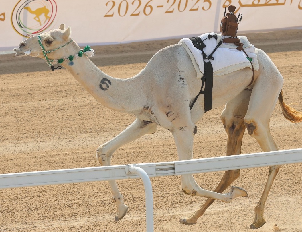 «الذيبة» تخطف التوقيت الأفضل و«سياف» و«سرابه» يتألقان فى ختامى مهرجان الظفرة 2025
