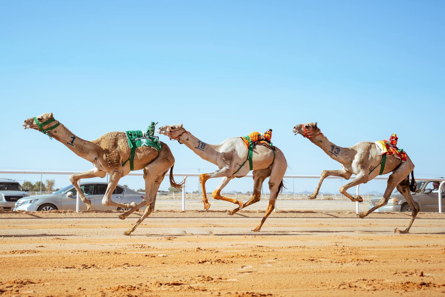 كأس الاتحاد السعودي للهجن يختتم منافساته في حائل.. أيام من التحدي والإبداع تجسّد أصالة التراث السعودي