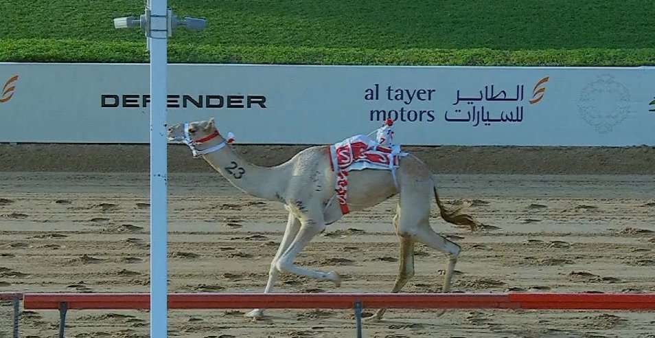 «الشارد» لأحمد راشد الكتبي تخطف الصدارة في سباقات التأهيل بالمرموم