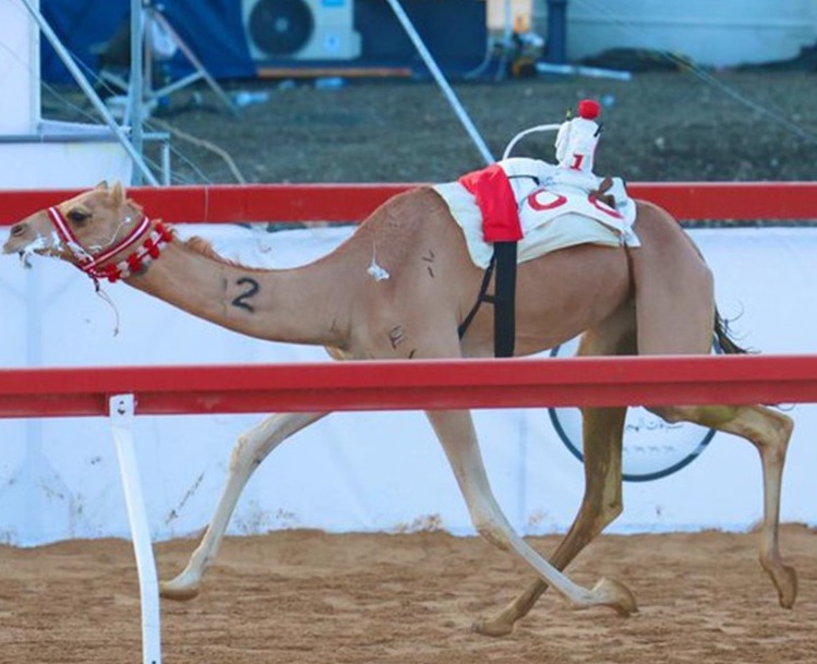 انتصار تتوج بالشوط الأول .. والشبابي يسجل أفضل توقيت في سباق الإيذاع بمهرجان العين 2025