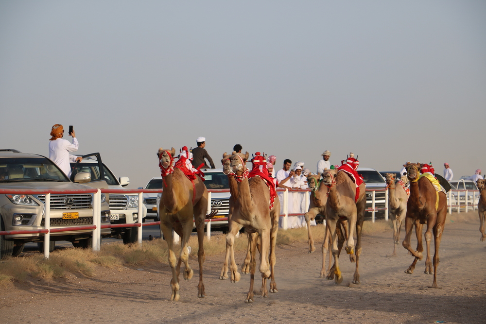 الاتحاد العُماني لسباقات الهجن ينظم سباقات الهجن الأهلية  بـ” أدم” وسط منافسات مثيرة