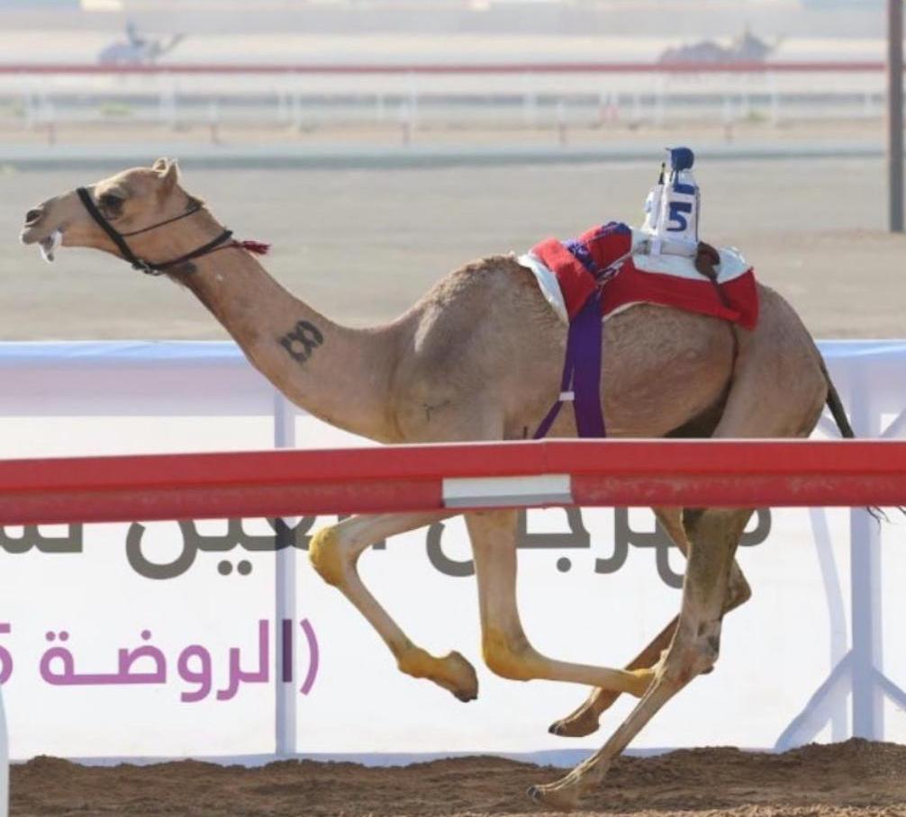 “كفو” يخطف لقب الأسرع في منافسات الحقايق بميدان الروضة فى مهرجان العين 2025