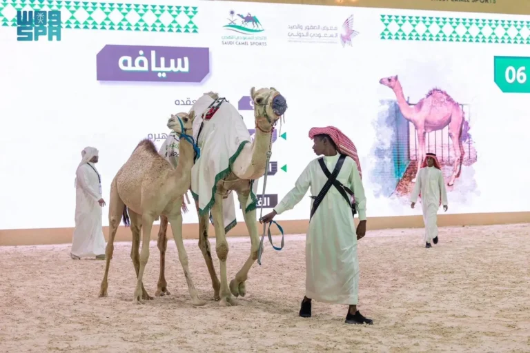 مزاد هجن في السعودية يحقق مبيعات تتجاوز 1.5 مليون ريال