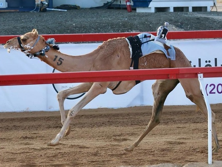 العامري ينتزع أفضل توقيت في ختام سباقات الحول والزمول بميدان الروضة