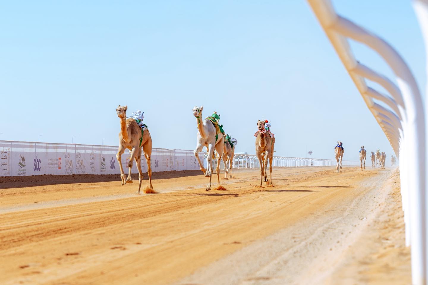 تواصل منافسات بطولة كأس الاتحاد السعودي للهجن 2025 في حائل، بعد افتتاح مميز أمس