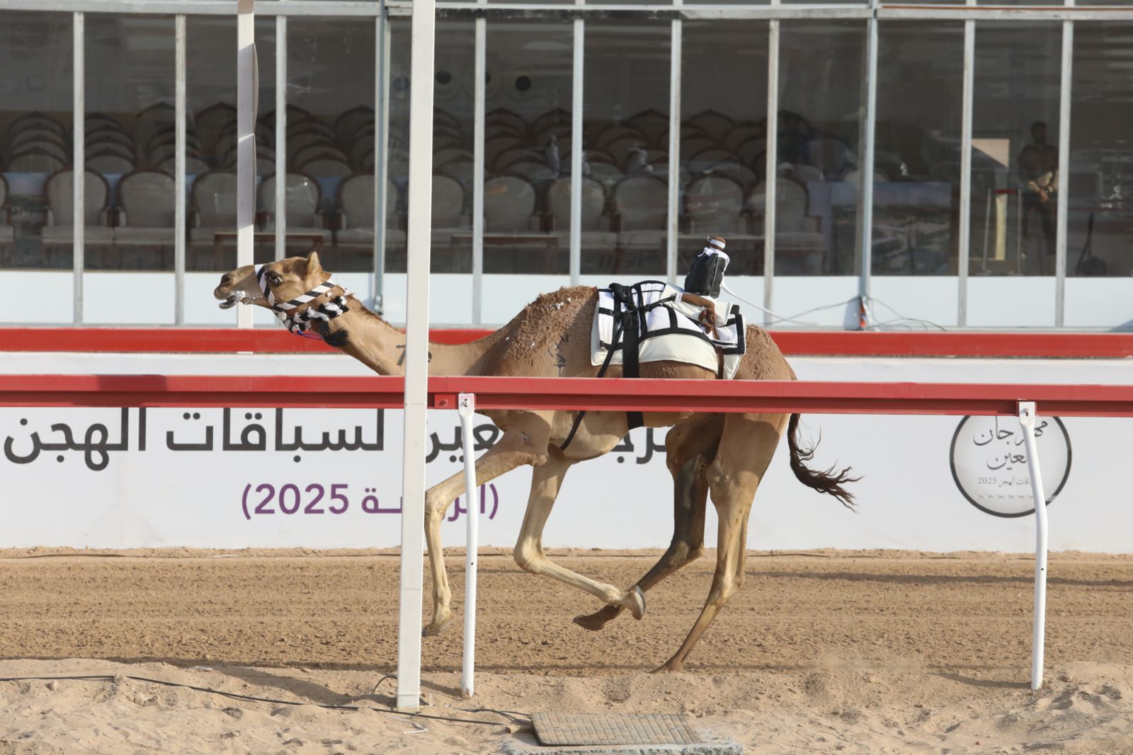 “ثروة” و”دليل” يخطفان رموز الثنايا في ختام مهرجان العين لسباقات الهجن 2025 بميدان الروضة