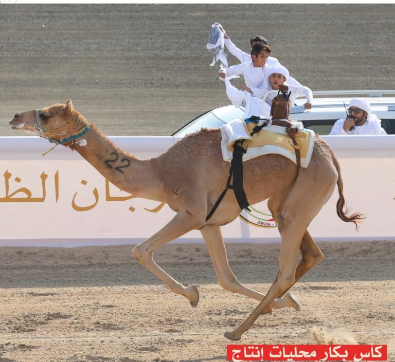 شهد ميدان الظفرة مساء السبت الخامس والعشرين من أكتوبر منافسات مثيرة ضمن فعاليات مهرجان الظفرة للهجن 2025-2026 في الفترة المسائية المخصصة لأبناء القبائل لفئة سن اللقايا لمسافة أربعة كيلومترات. وقد اتسمت السباقات بالحماس والندية بين الشعارات القوية التي قدمت أداءً مميزًا يعكس المكانة الرفيعة التي تحتلها سباقات الهجن في الميادين الإماراتية. بدأت المنافسات بشوط البكار المفتوح، حيث تمكنت الهجن مهره لنايف صلاح مصلح السهلي من تحقيق المركز الأول بزمن قدره 5:45:37 لتفوز بالكأس الغالية وتمنح مالكها انطلاقة مميزة في هذا اليوم الحافل. وفي الشوط الثاني المخصص لبندقية القعدان المفتوح، واصل نايف صلاح مصلح السهلي تألقه من خلال فوز القعود مهدي بالمركز الأول بزمن بلغ 5:49:81 ليضيف رمزًا ثانيًا في أمسية النجاح. وفي الشوط الثالث المخصص لكأس البكار المحليات، تألقت منحاف لمحمد عتيق بن زيتون المهيري وقطعت المسافة في زمن قدره 5:49:05 محققة فوزًا مستحقًا وسط منافسة قوية من بقية المشاركين. أما في الشوط الرابع الخاص بشداد القعدان المحليات، فقد أبدع القعود الحوت لعمير الحزمي بن قناص العامري مسجلًا 5:50:61 ليحسم الفوز بجدارة. وفي الشوط الخامس المخصص لكأس البكار المحليات إنتاج، فازت الهجن صوغه لعلي راشد سيف الشاوي الغفلي بزمن 5:51:55، فيما تألق محبوب لصالح محمد بن سالمين العامري في الشوط السادس المخصص لبندقية القعدان المحليات إنتاج، محققًا توقيتًا قدره 5:47:97. وجاء الشوط السابع الذي خُصص لكأس البكار المهجنات إنتاج ليشهد فوز مكاسب لحمد سعيد آل سالمين المنصوري بزمن 5:47:10 بعد أداء قوي أكد جاهزيتها العالية، بينما اختُتمت المنافسات بشداد القعدان المهجنات إنتاج الذي ظفر به القعود لهب لحمدان مسيعد خالد المنصوري بزمن 5:49:63 وسط متابعة جماهيرية كبيرة من محبي رياضة الهجن.