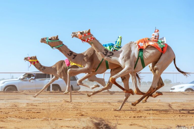 حائل تحتضن مهرجان السرعة والأصالة: كأس الاتحاد السعودي للهجن 2025