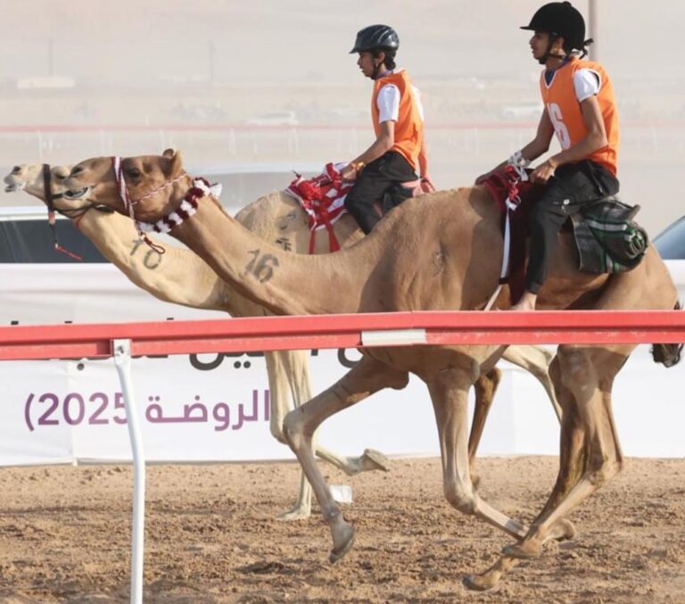 لفان والطامح وغمران يتصدرون  السباق التراثي.. ميدان الروضة يرسم لوحة تراثية خالدة في مهرجان العين لسباقات الهجن