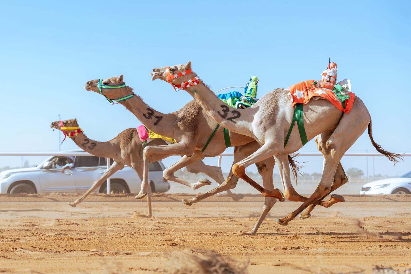 حائل تحتضن مهرجان السرعة والأصالة: كأس الاتحاد السعودي للهجن 2025