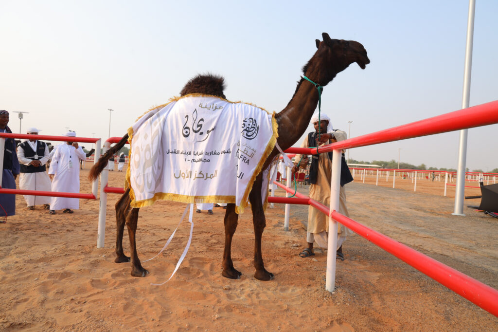 تواصل منافسات مزاينة سويحان بمهرجان الظفرة وتتويج الفائزين