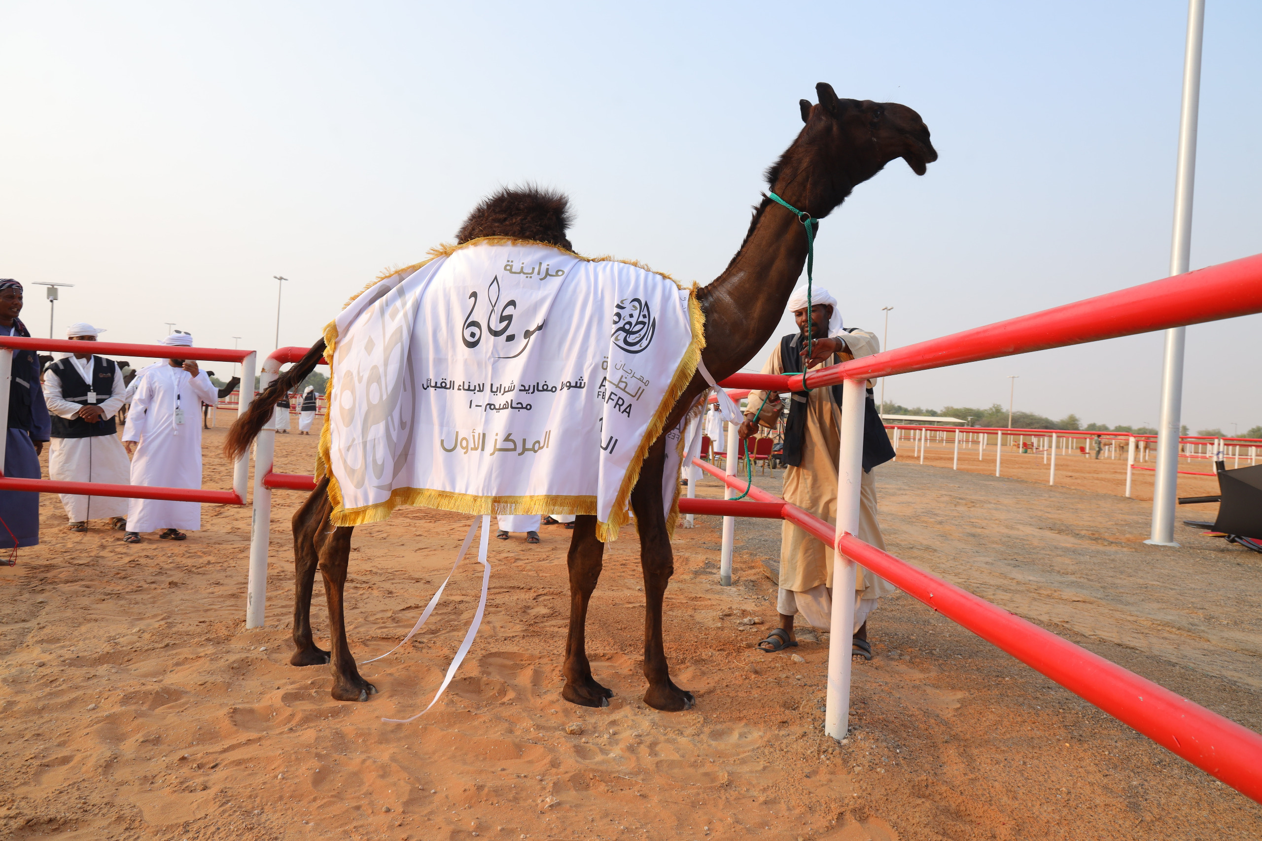 تواصل منافسات مزاينة سويحان بمهرجان الظفرة وتتويج الفائزين