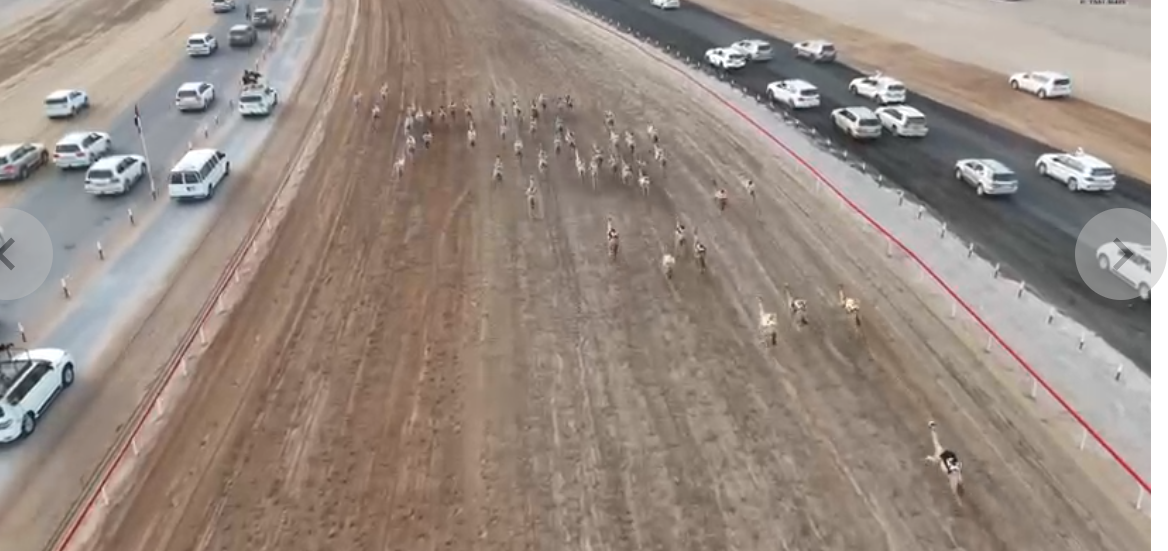 “غارات الهجن”  أغنية تزين انطلاق النسخة الختامية الأولى من مهرجان العين لسباقات الهجن