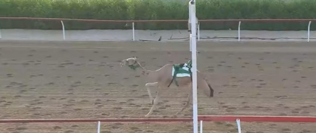 "الحذر" الأسرع في ميدان الوثبة بتوقيت 9:21:41 ضمن شارة الديوان 2025 لأبناء القبائل