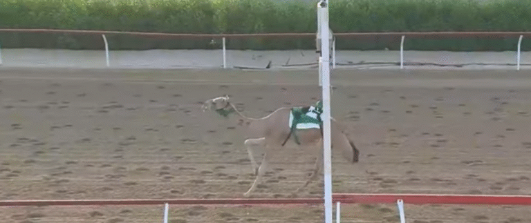 "الحذر" الأسرع في ميدان الوثبة بتوقيت 9:21:41 ضمن شارة الديوان 2025 لأبناء القبائل