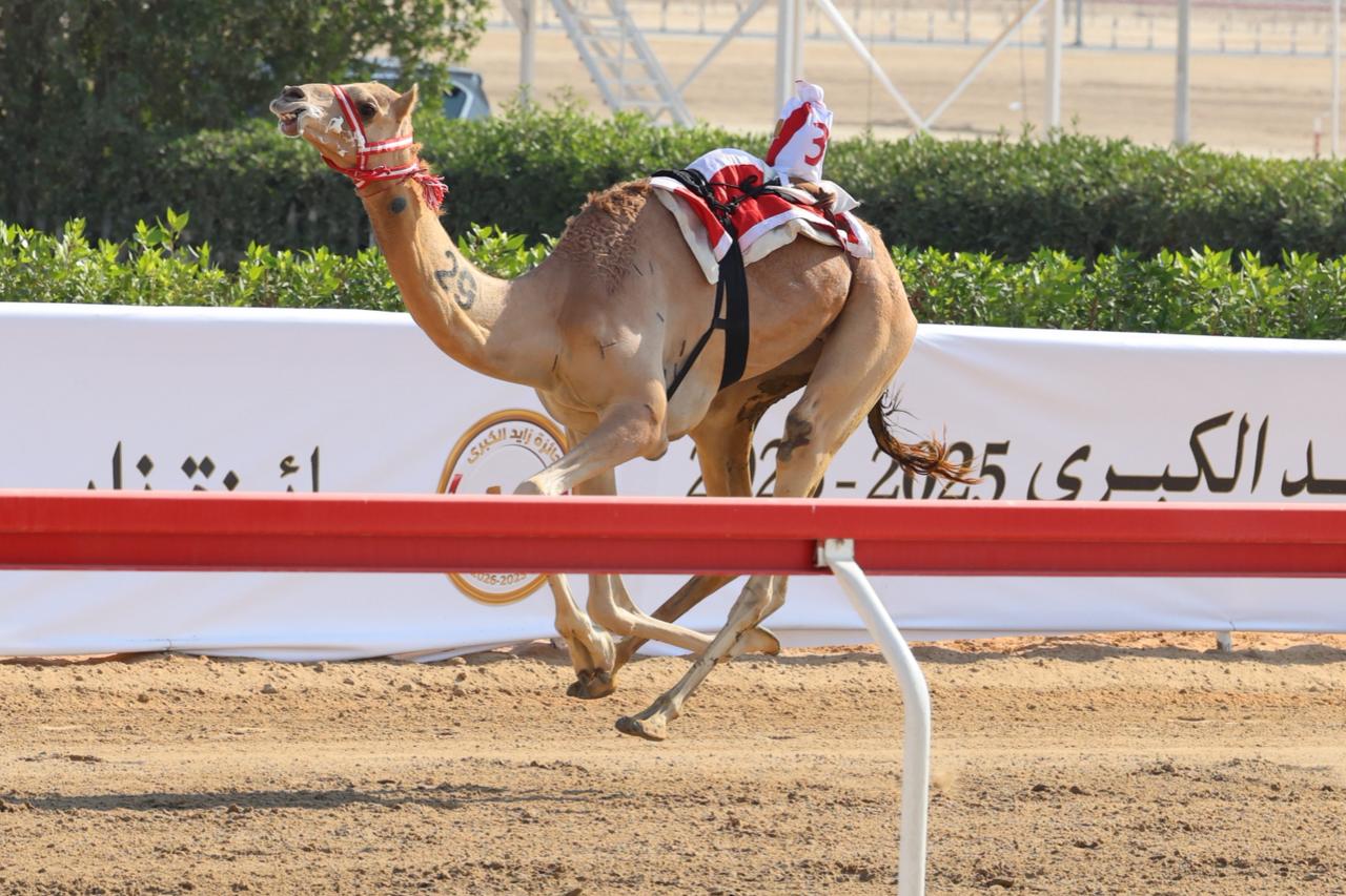 غازية تمنح سالم بن منانه ناموسًا جديدًا في مهرجان جائزة زايد الكبرى 2025 .. فيديو