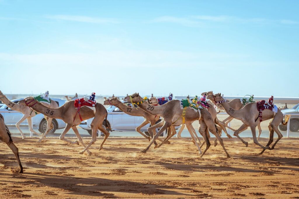 كأس الأولمبية السعودية للهجن 2025.. تألق سعودي في ميدان رماح