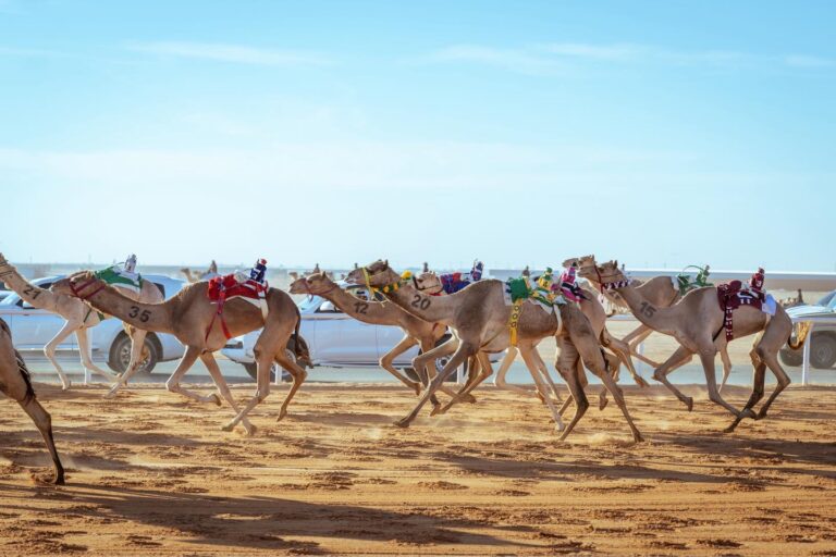 كأس الأولمبية السعودية للهجن 2025.. تألق سعودي في ميدان رماح