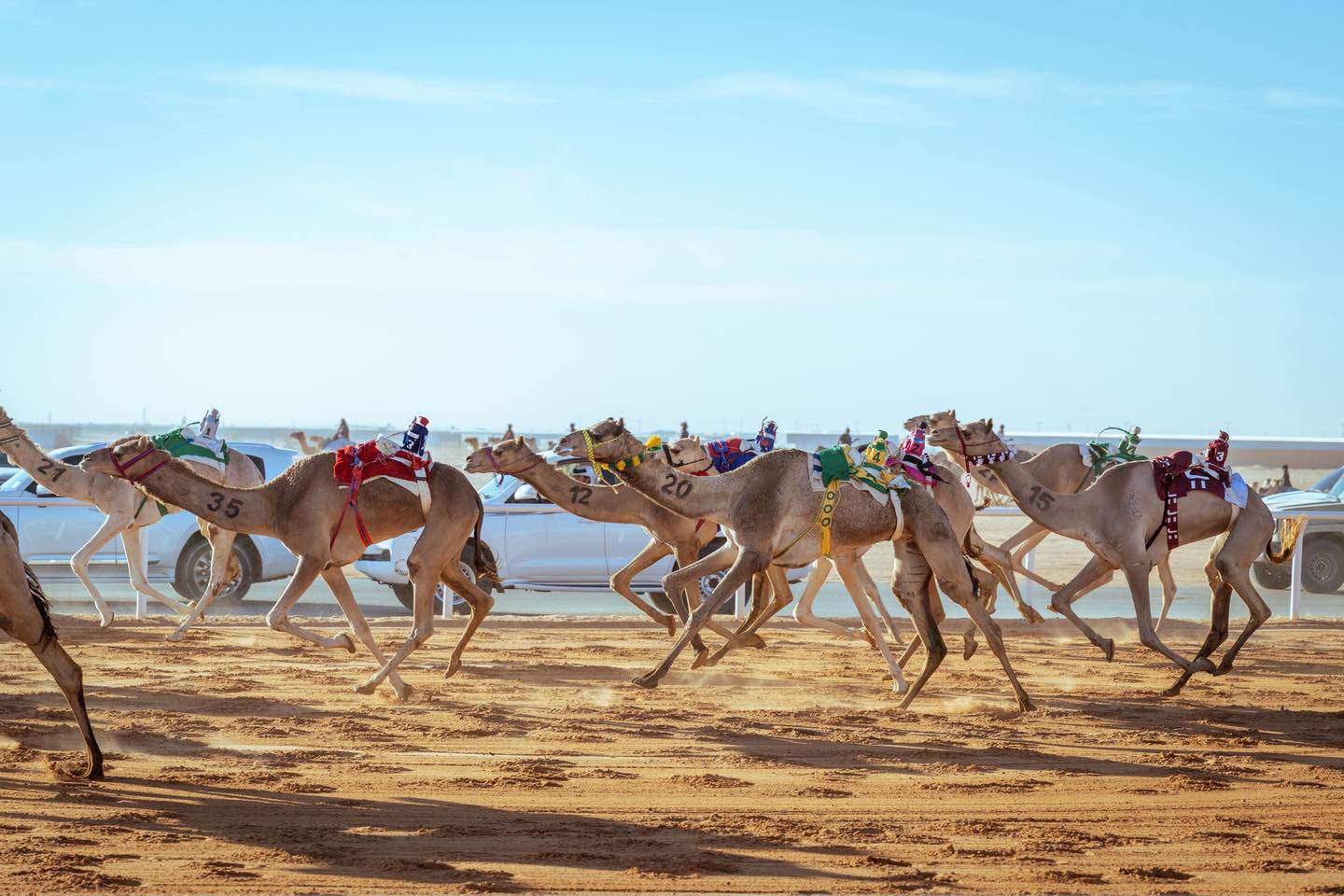 كأس الأولمبية السعودية للهجن 2025.. تألق سعودي في ميدان رماح