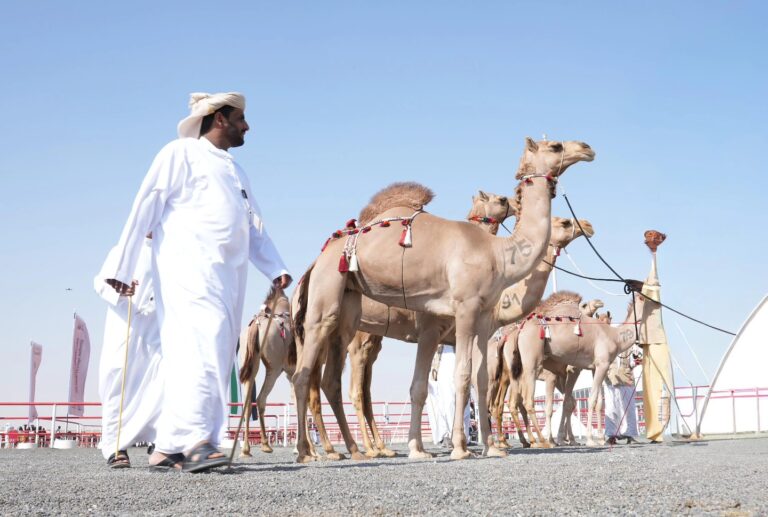 مزاينات الإبل تجمع عشاقها في رزين… منافسات قوية وحضور واسع .. صور