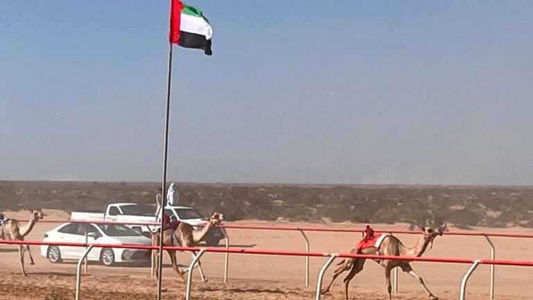 بدعم الإمارات.. الأربعاءانطلاق سباق الهجن التنشيطي على ارضية ميدان العلمين بمصر