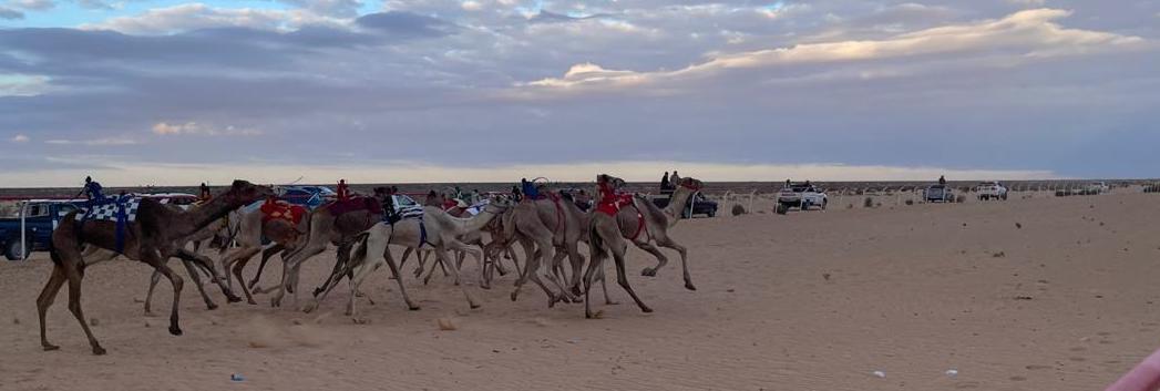 نظم بدعم من اتحاد الإمارات لسباقات الهجن : ختام سباق الهجن بالعلمين علي ساحل مصر الشمالي .. ننشر النتائج