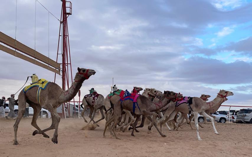 بدعم الإمارات .. انطلاق سباق "العلمين" للهجن بمصر بمشاركة 520 مطية لمدة يومين