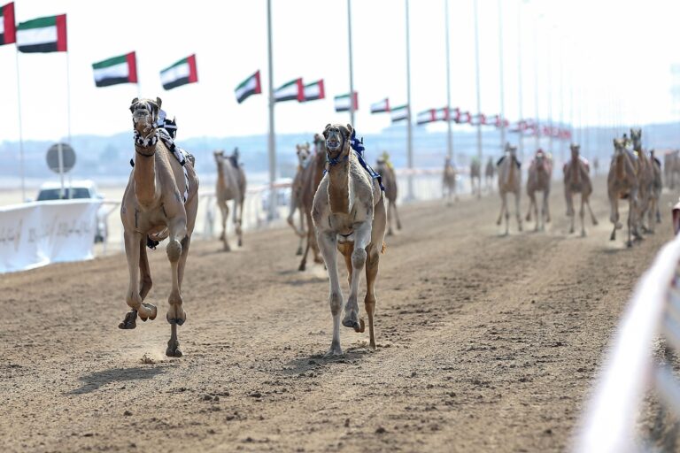 تفاصيل منافسات جائزة "زايد الكبرى" لسباقات الهجن